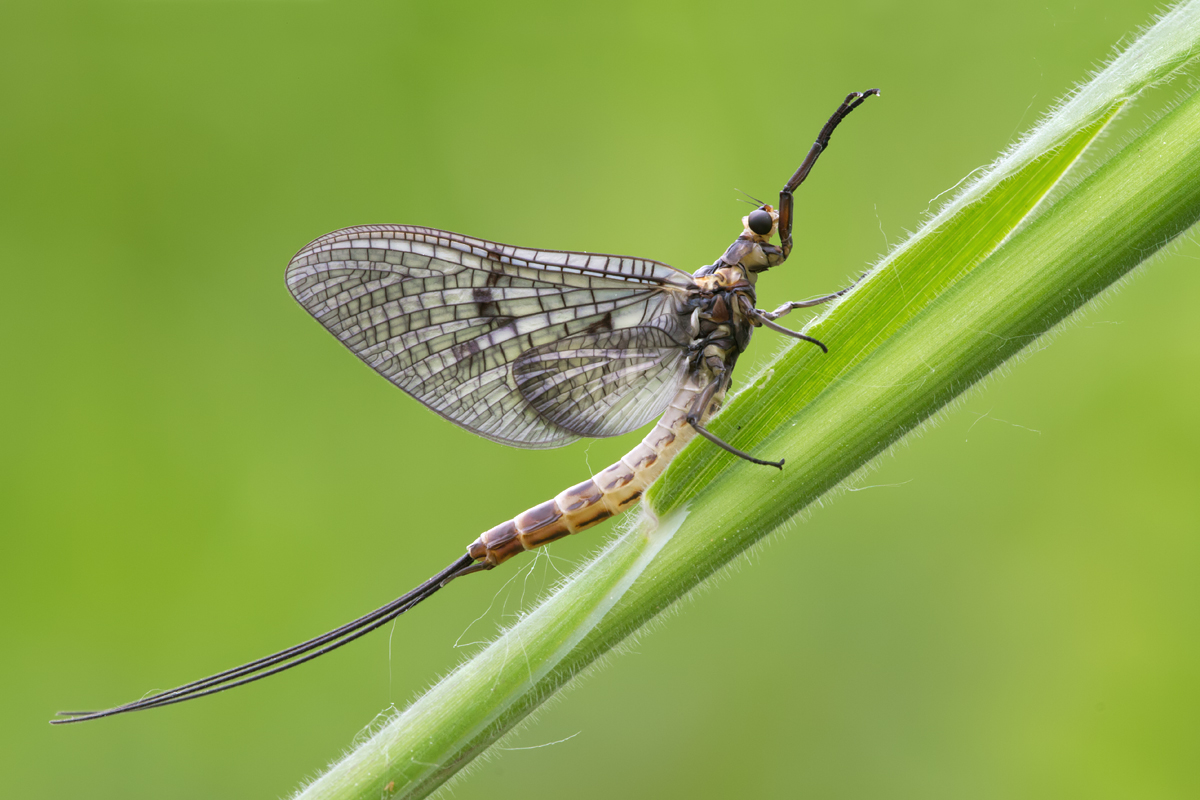 Mayfly - Ephemera danica 2